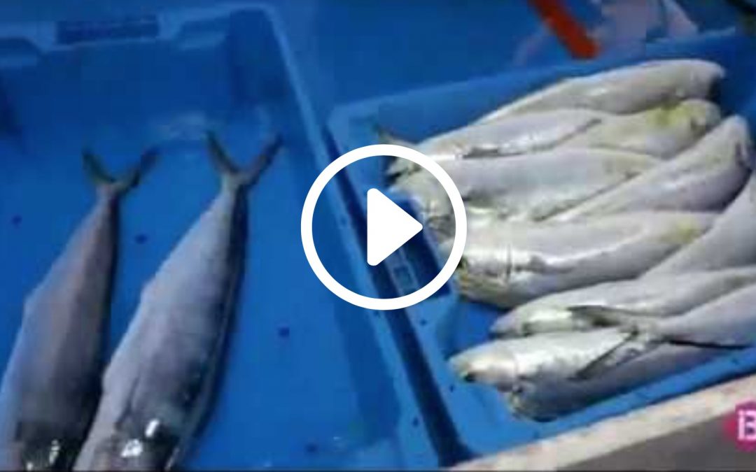 dolphin fish video