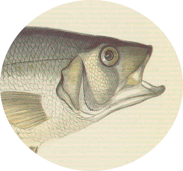 Bass, Feed and Grow Fish Wikia