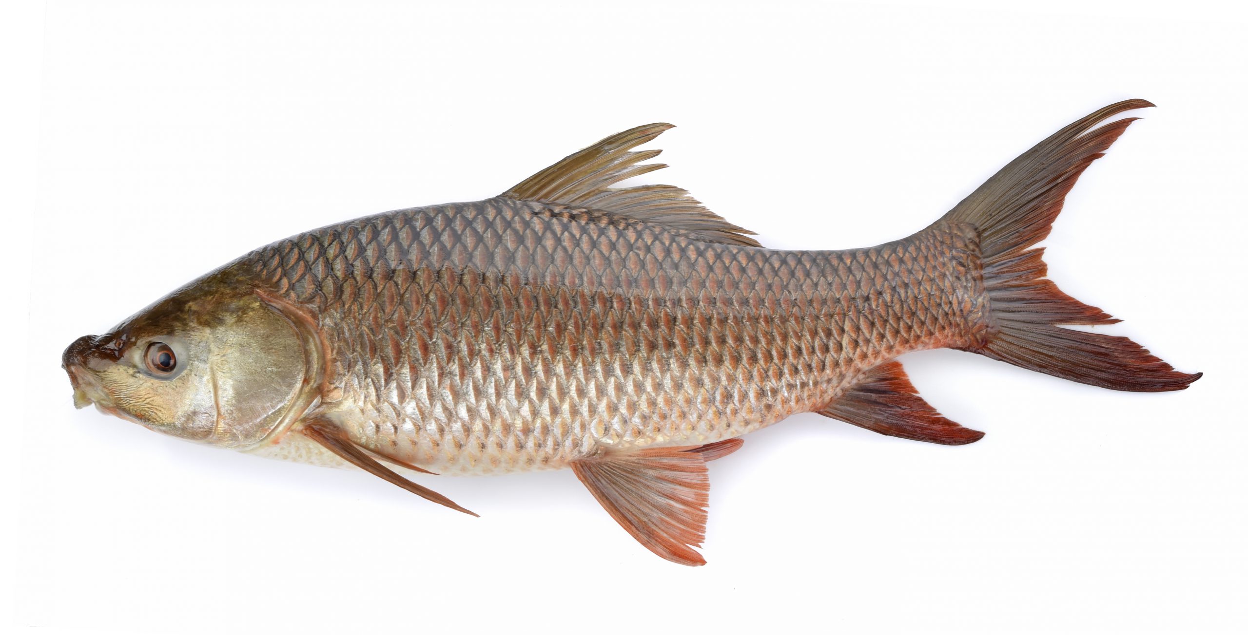 Common Carp Fish: Characteristics, Feeding, Breeding